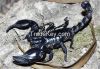 Black Scorpions For Sale 100-500gm