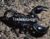 Black Scorpions For Sale 100-500gm