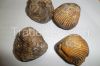 Fossilized sea shells ( Silicified Ammonite )