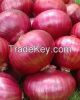 FRESH RED ONION