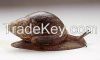 Supplier Snail / Escar...