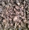 Palm Kernel Shell