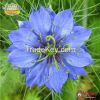 Nigella Kalonji Seed Premium Grade