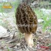 Dried Morel Mushroom O...