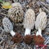 Dried Morel Mushroom O...