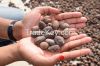 Shea kernels
