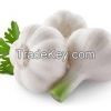 Fresh Garlic