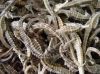 Dried Seahorse/Dry Sea...