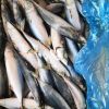 Frozen Sardine Fish an...