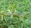 Guar gum powder of guar seeds