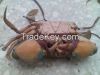 Fresh/Frozen/Alive Mud Crab