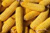 Yellow Corn