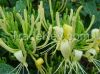 HoneySuchle Flowers Ex...