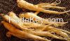 Natural Tonic white red raw ginseng/ Panax ginseng root