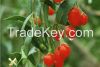Organic Dried Ningxia Goji berry/wolfberry
