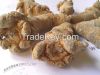 Tienchi ginseng/Panax notoginseng root