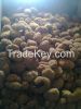 sea sponge