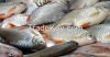 indian Mackerel,King fish, Queen Fish, Cat Fish, Skip Jack Tuna, Sail Fish, Yellow Fin Tuna