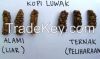 Luwak Coffee / Arabica Civets handpick Super Premium Coffee Beans from Indonesia