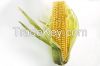 Maize Seeds