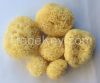 Natural Sea Sponges