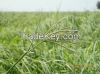 rhodes grass