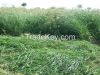 rhodes grass