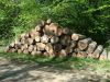 European Beech Logs F,...