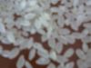 Ordinary rice ,high qu...