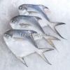 Frozen Silver Pomfret,...