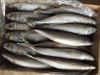 Frozen Pacific Saury F...
