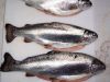 Frozen Rainbow Trout