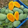 Mangos 