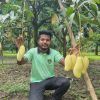 Mangos 