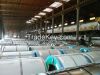 Prepainted Galvanized Steel Coils PPGL