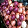 Natural Fresh Yellow, White and Red Onions