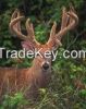 Deer Velvet Antlers