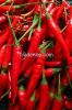 Red Chili Pepper