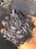 Jute Stick Charcoal Po...