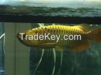 Arowana Fish Supply ,Healthy And Shipping