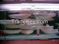 Super Red Arowana For Sale