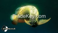 Super Red Arowana For Sale