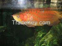 ASian Arowana Fishes On Sale In