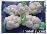 2012 new crop garlic