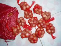 shallot