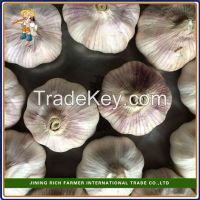 2015 New Crop Fresh Garlic packed in cartons