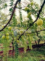 amla pulp; indian gooseberry pulp