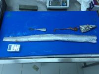 Ribbon Fish