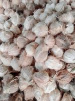 DRIED COCONUT From Vietnam