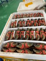 crab